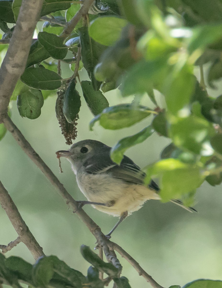 Hutton's Vireo - Chris Tosdevin