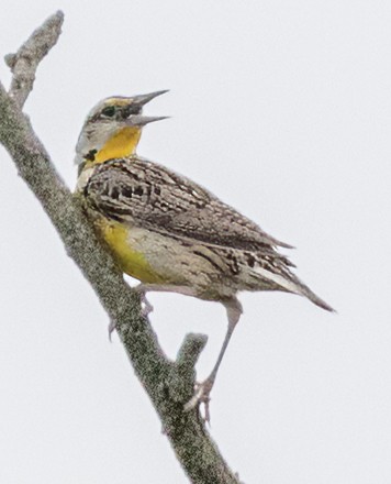 Eastern Meadowlark - Scott Young