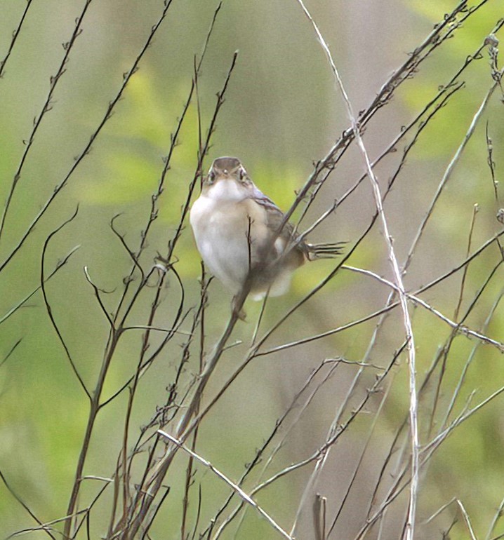 Sedge Wren - Sue Riffe