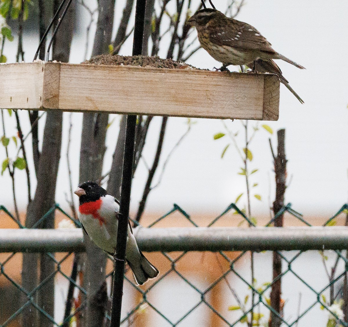 Rose-breasted Grosbeak - J Smith