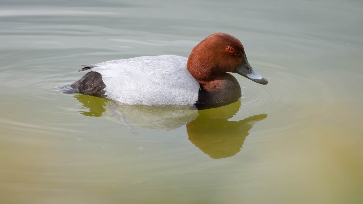 Common Pochard - Zichen  Zhou