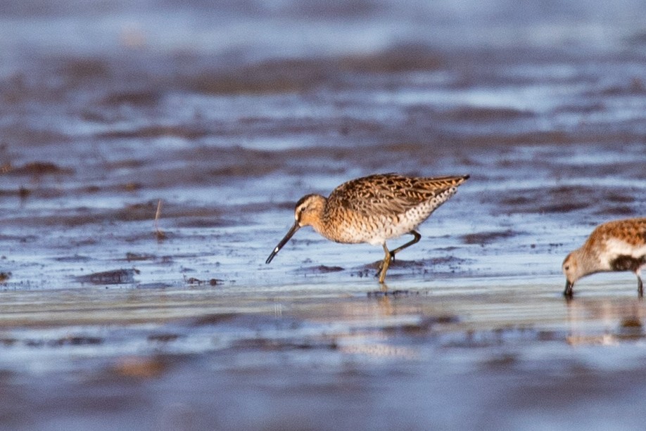 Short-billed Dowitcher - Cameron Johnson