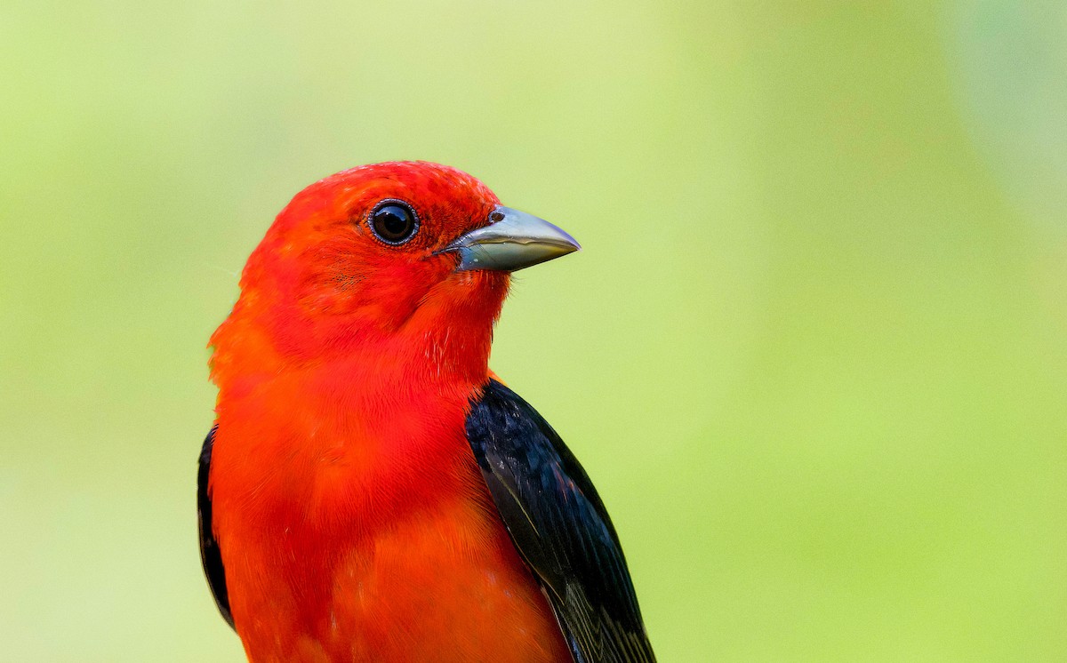 Scarlet Tanager - Matt Mason