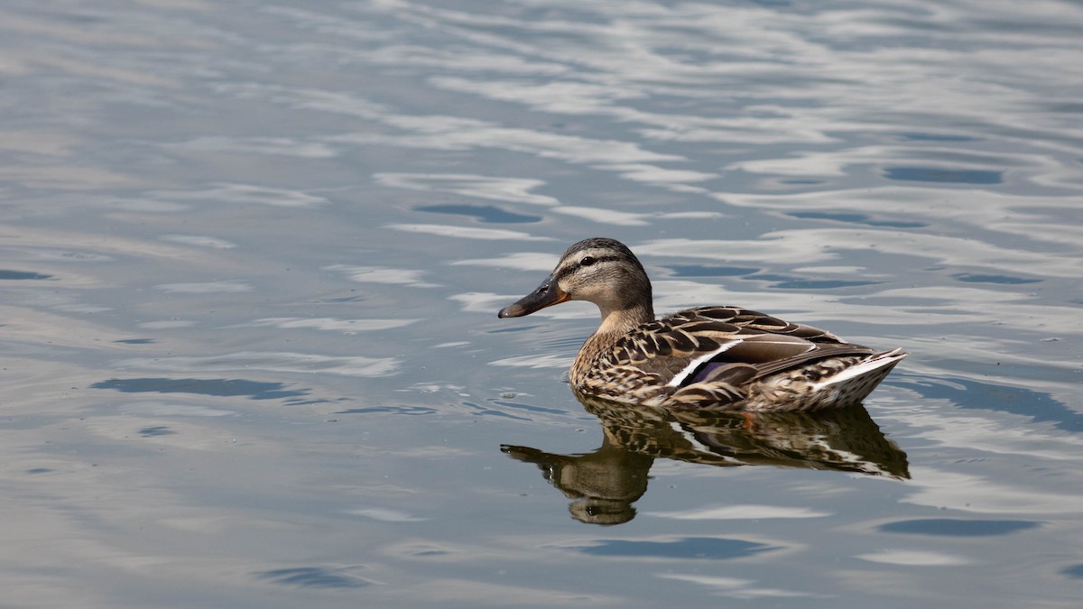 Mallard - Zichen  Zhou