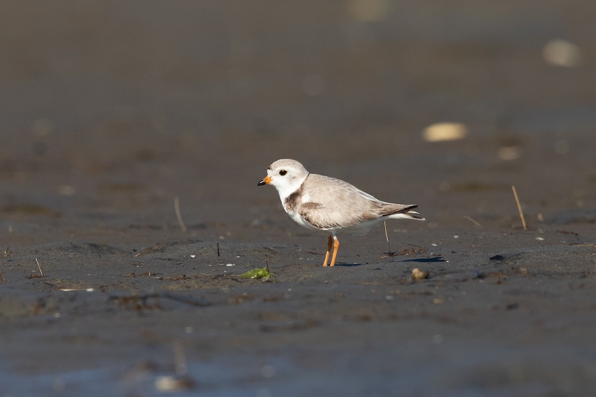 Piping Plover - Cameron Johnson