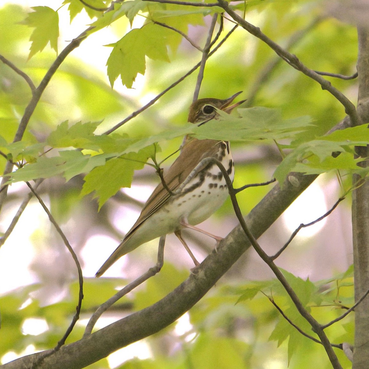 Wood Thrush - Sue Riffe