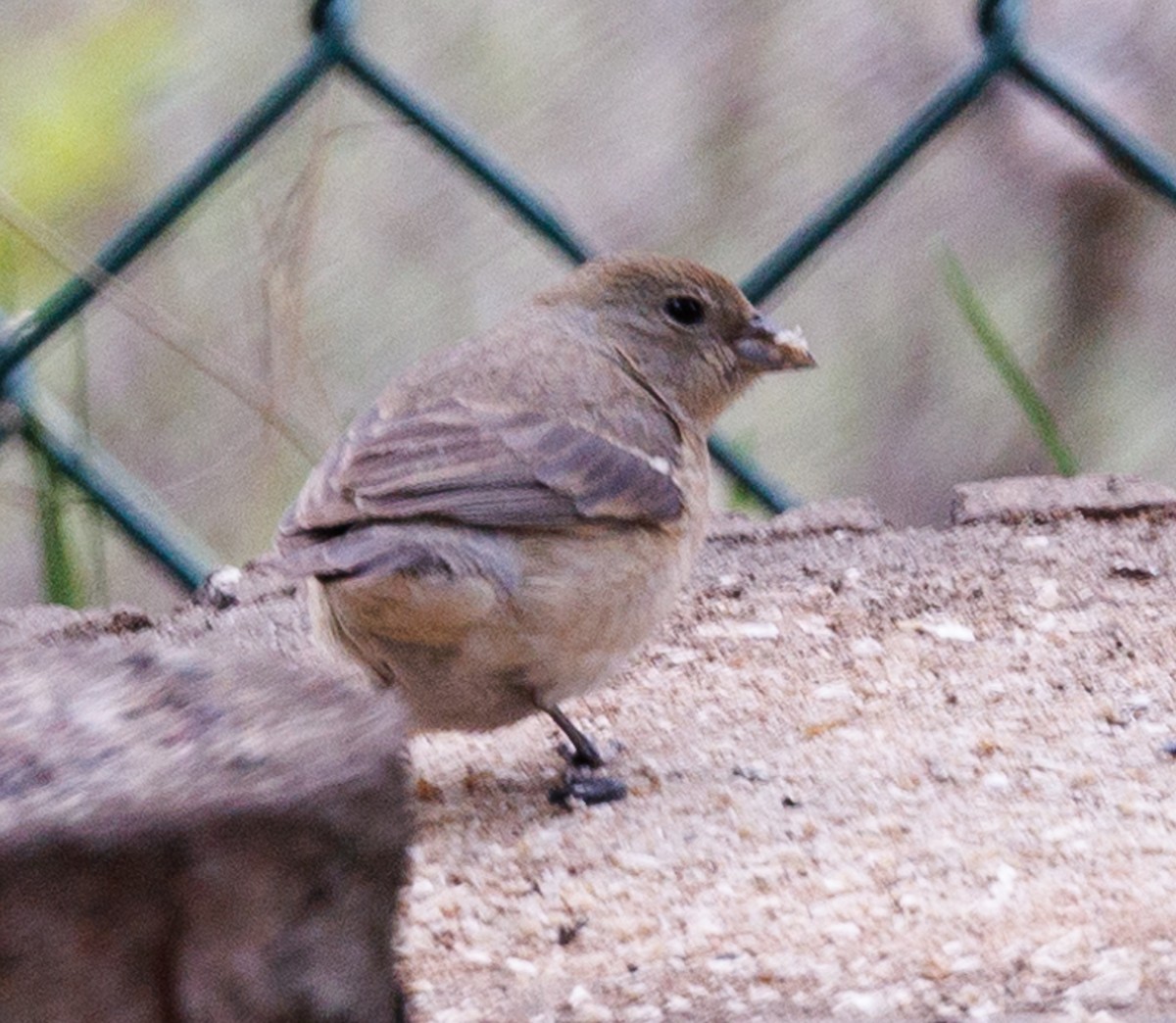 Lazuli Bunting - ML619592606