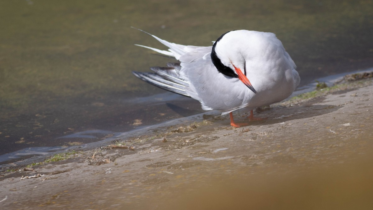 Common Tern - Zichen  Zhou