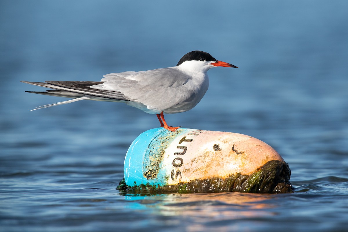Common Tern - Cameron Johnson