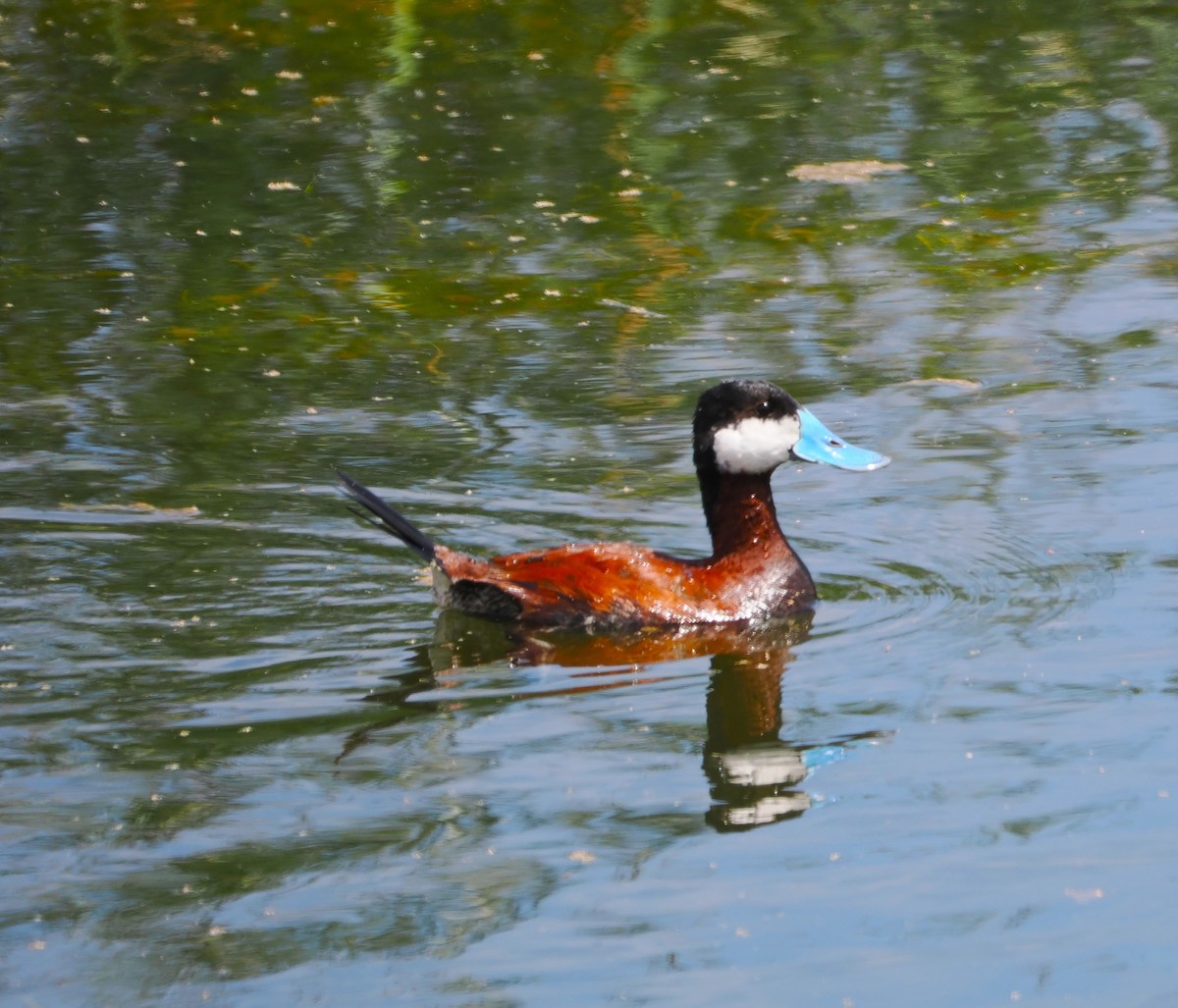 Ruddy Duck - Paul Linton