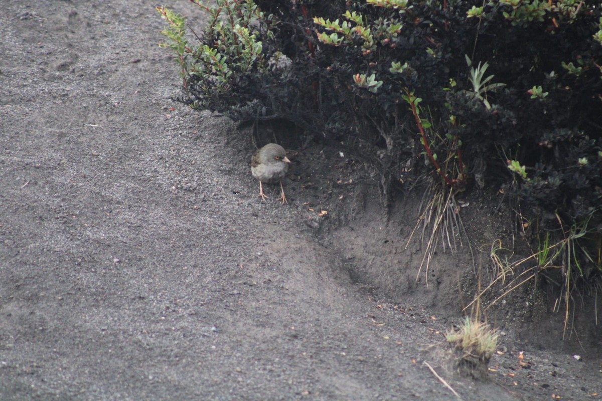 Volcano Junco - Andrés Rojas Villalobos