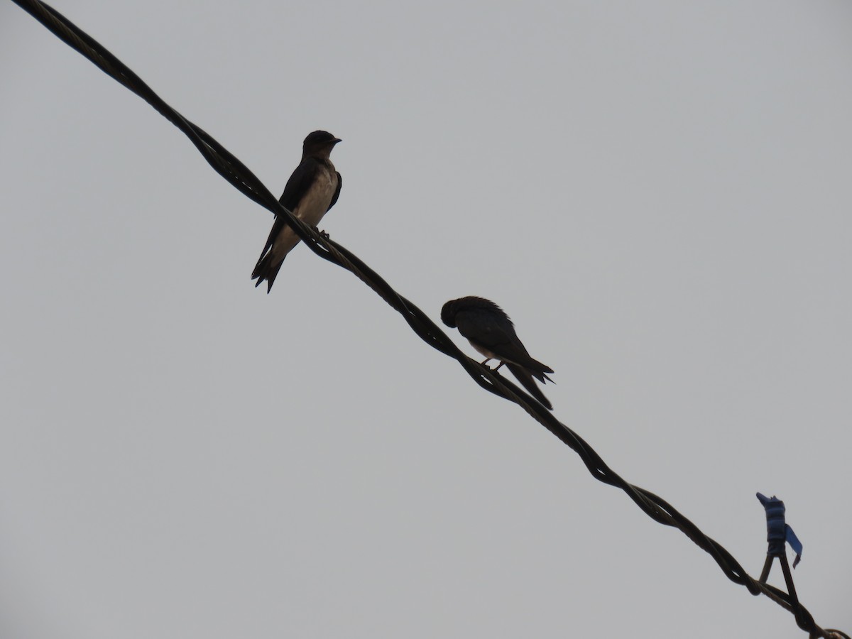 Gray-breasted Martin - Sam Holcomb