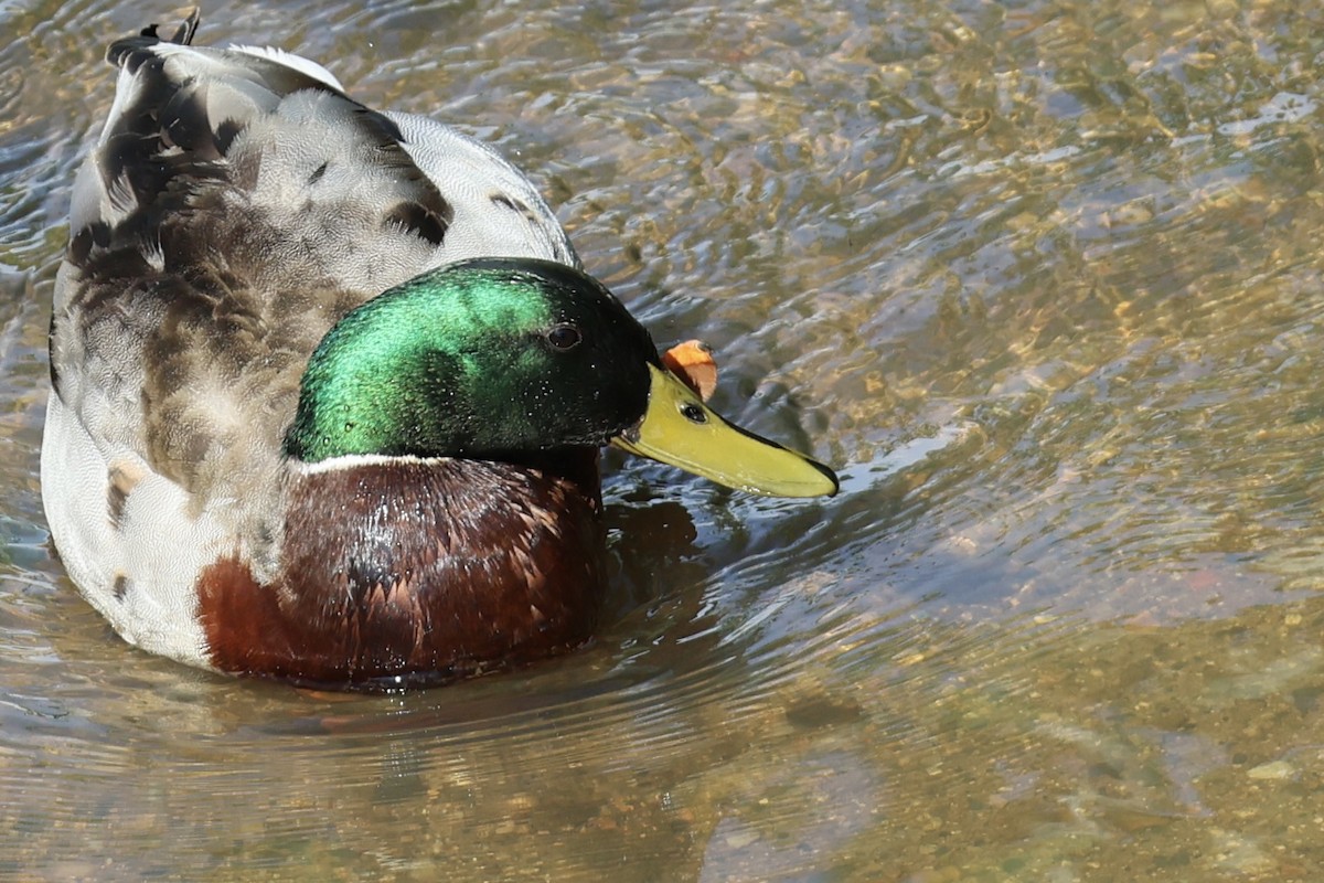 Mallard - Anonymous