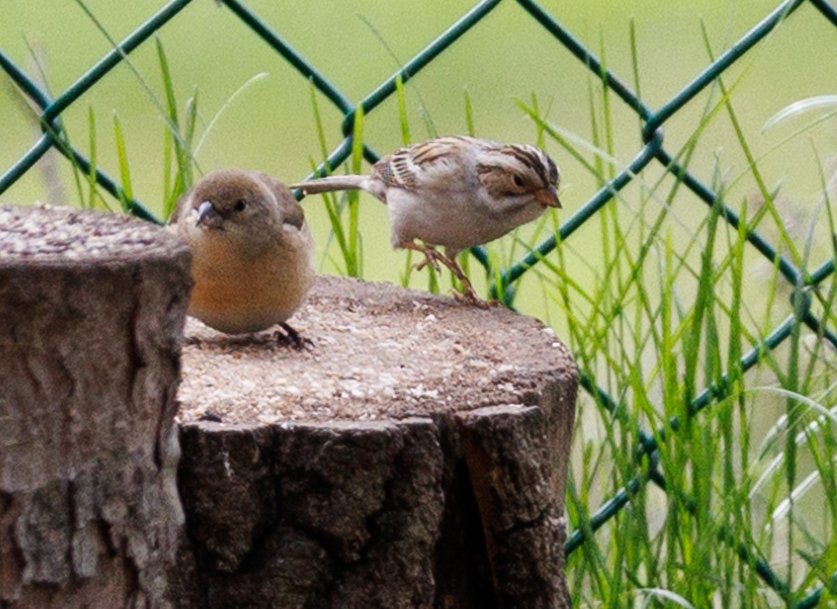 Lazuli Bunting - ML619592623