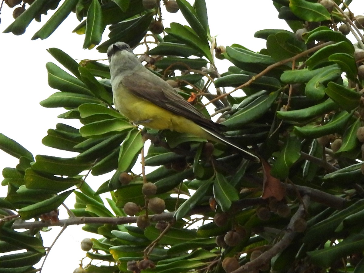 Western Kingbird - ML619592625