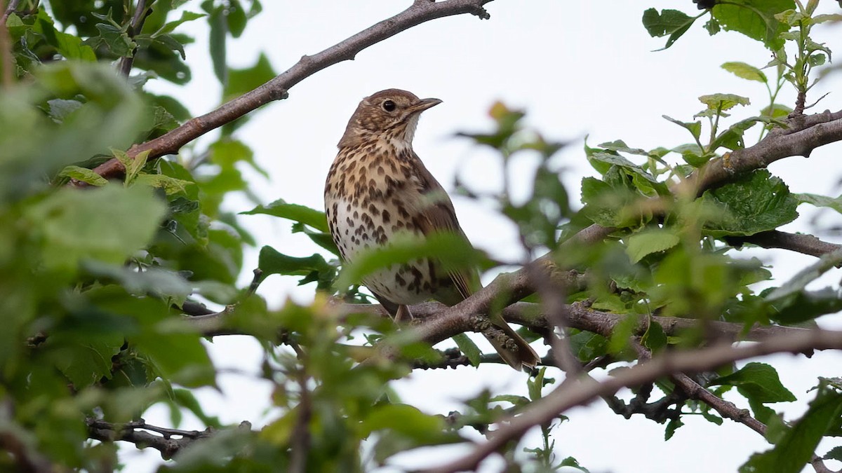 Song Thrush - Zichen  Zhou