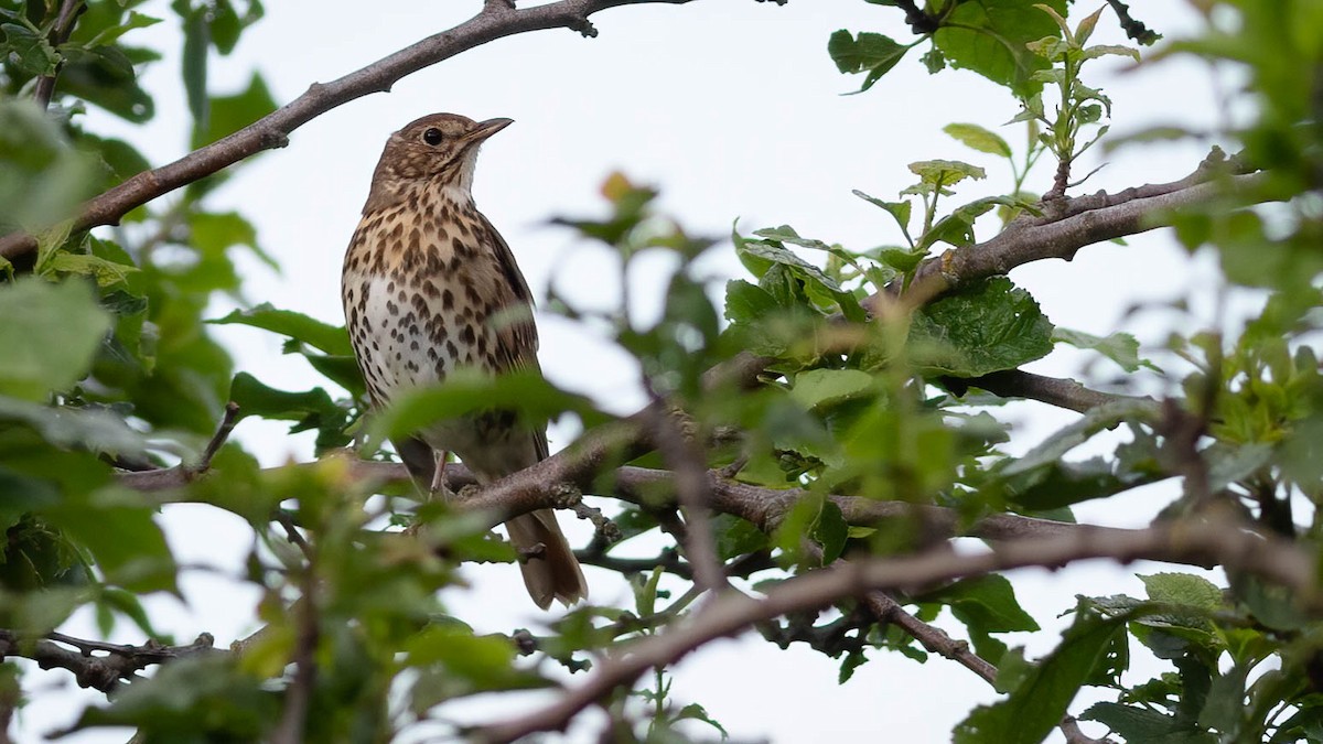 Song Thrush - Zichen  Zhou