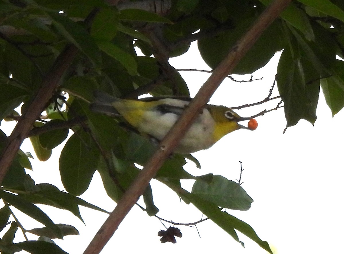 Swinhoe's White-eye - Kiandra Mitchell