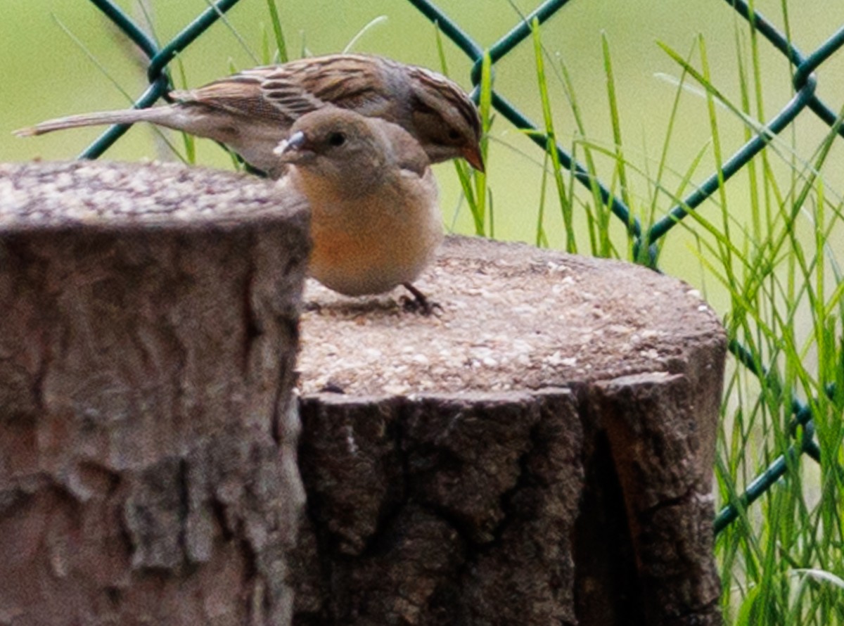 Lazuli Bunting - ML619592639