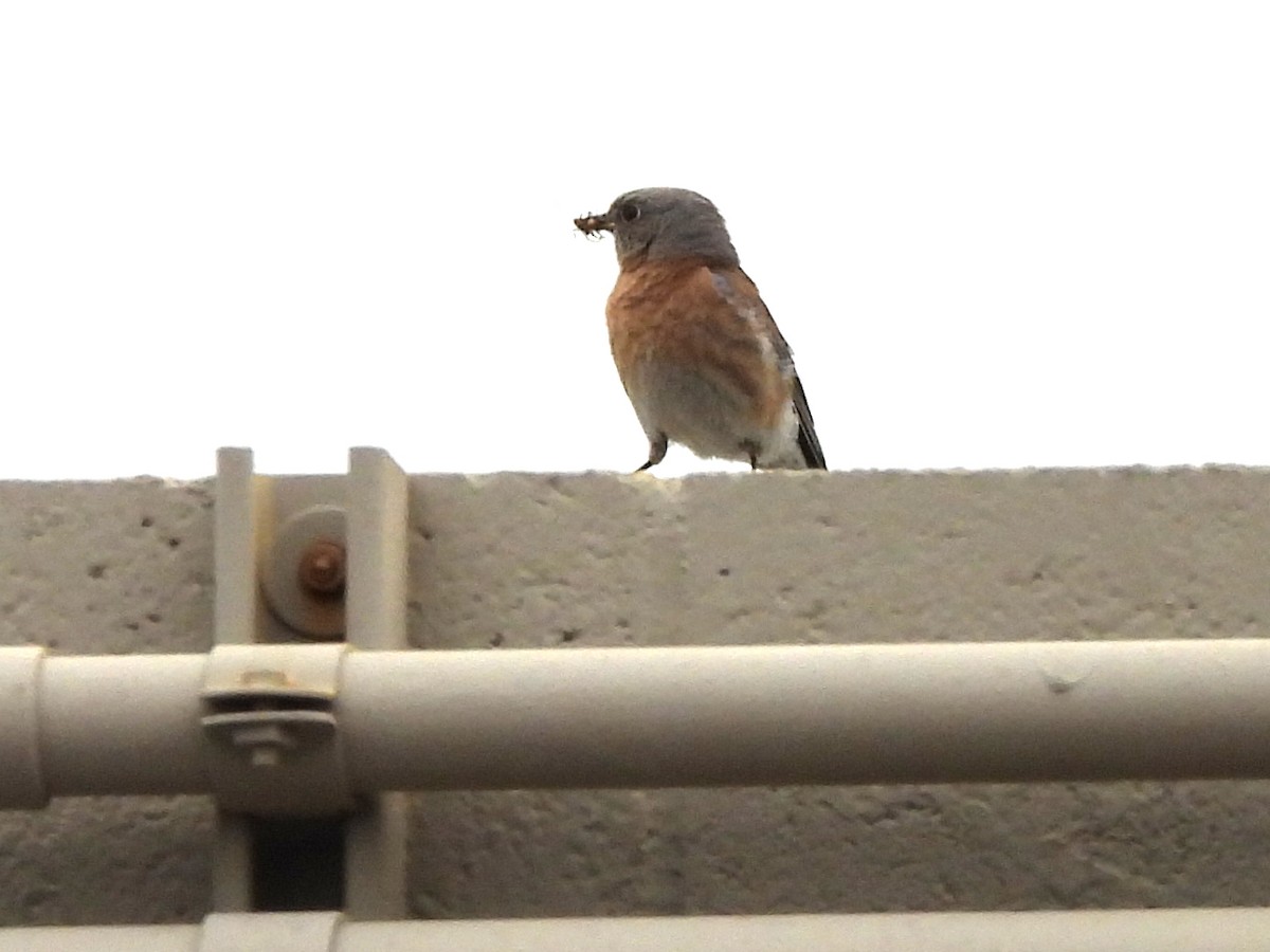 Western Bluebird - Kiandra Mitchell