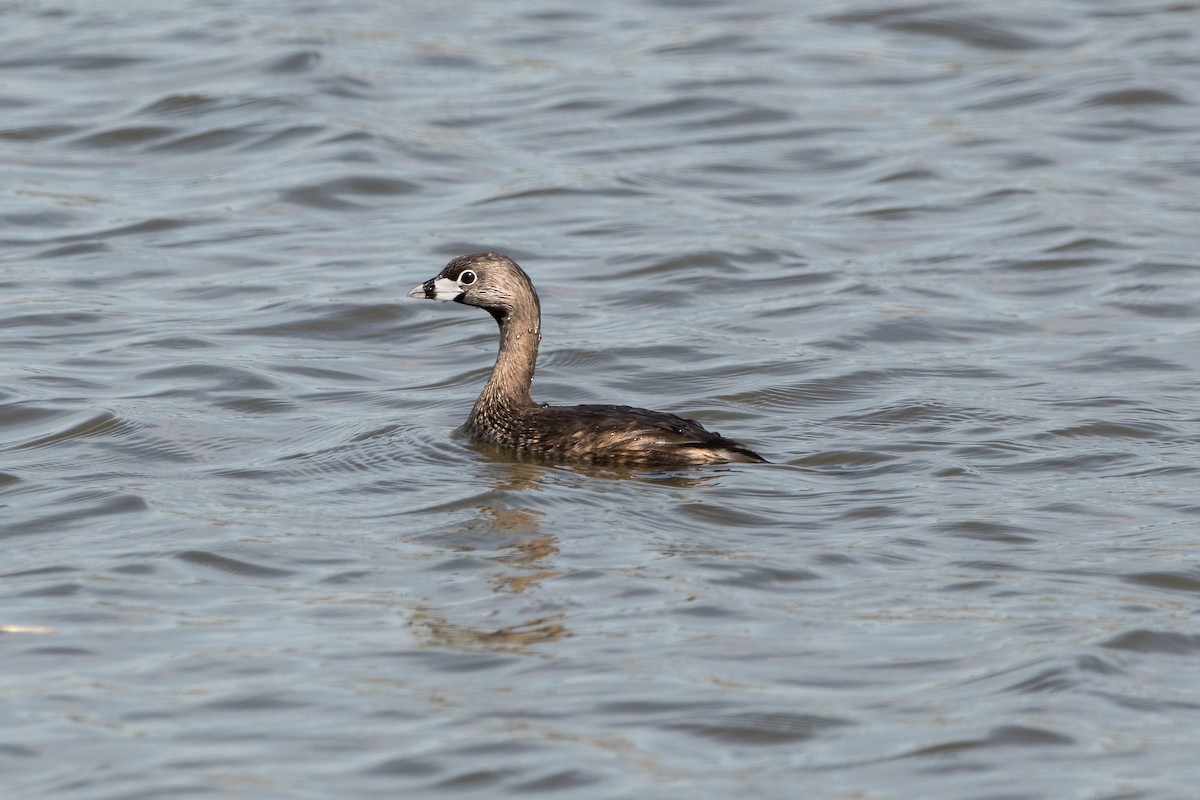 Pied-billed Grebe - Brian McGee