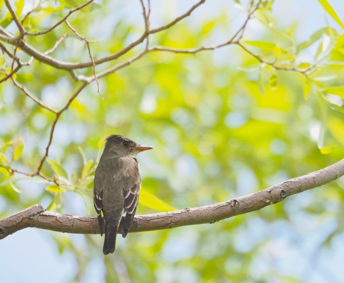 Olive-sided Flycatcher - Paul Linton