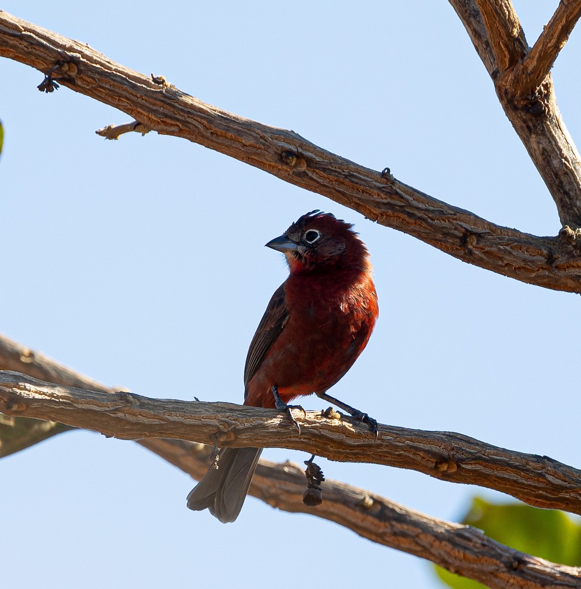 Red-crested Finch - ML619592656