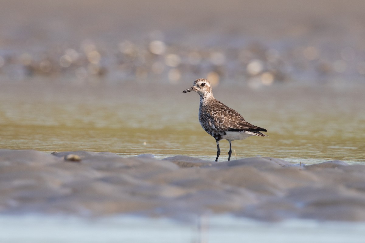 Black-bellied Plover - Cameron Johnson