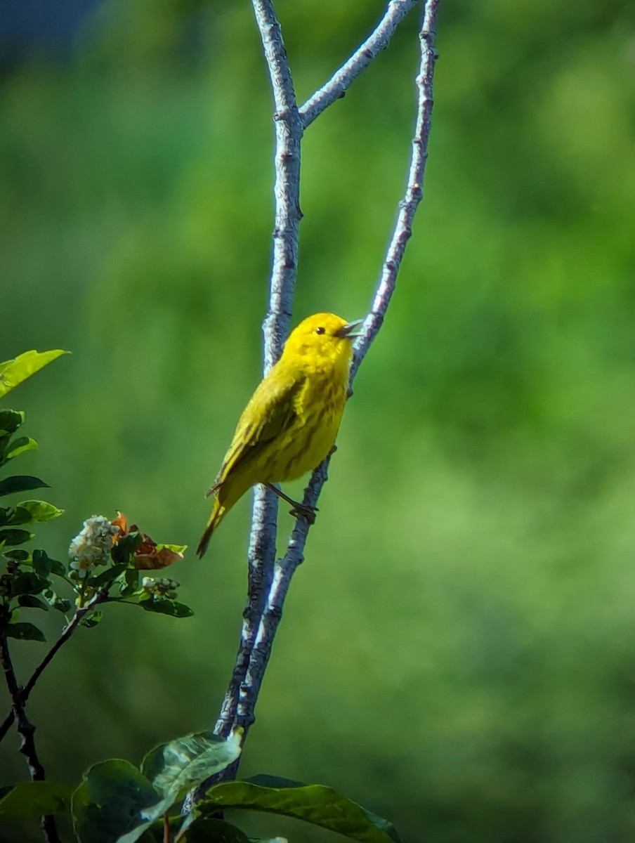 Yellow Warbler - Jack N