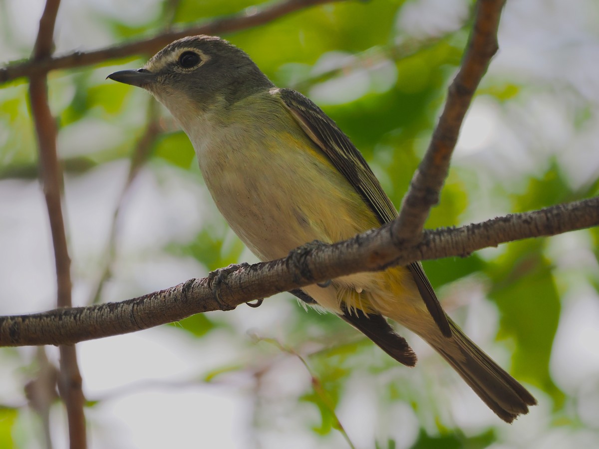 Cassin's Vireo - Paul Linton