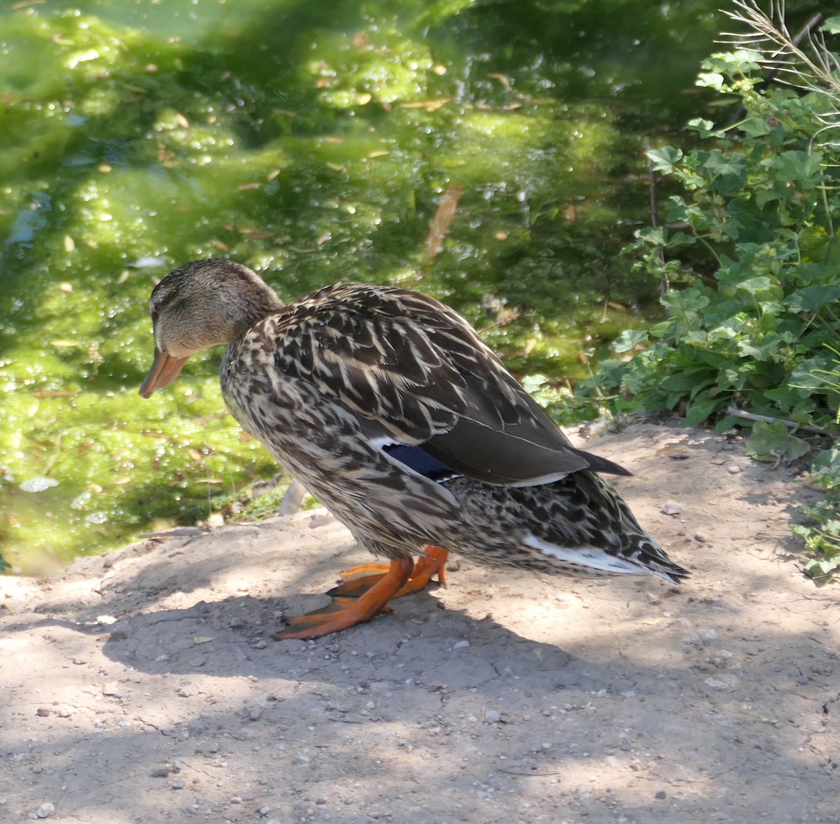 Mallard - Melanie Barnett