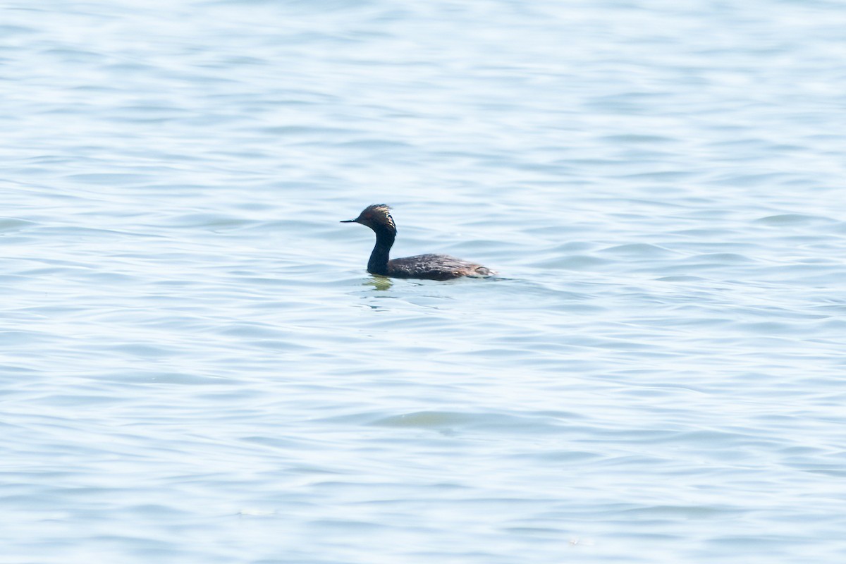 Eared Grebe - Brian McGee