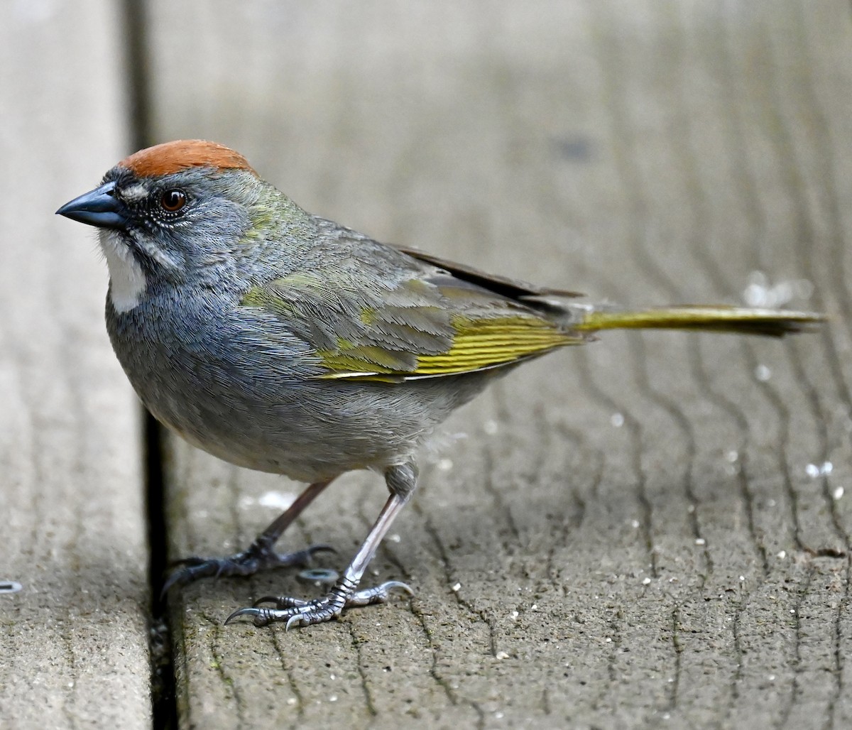 Green-tailed Towhee - Nancy Blaze