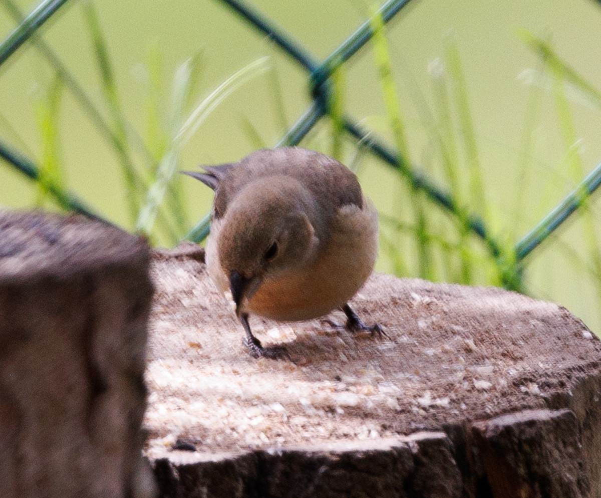 Lazuli Bunting - ML619592682