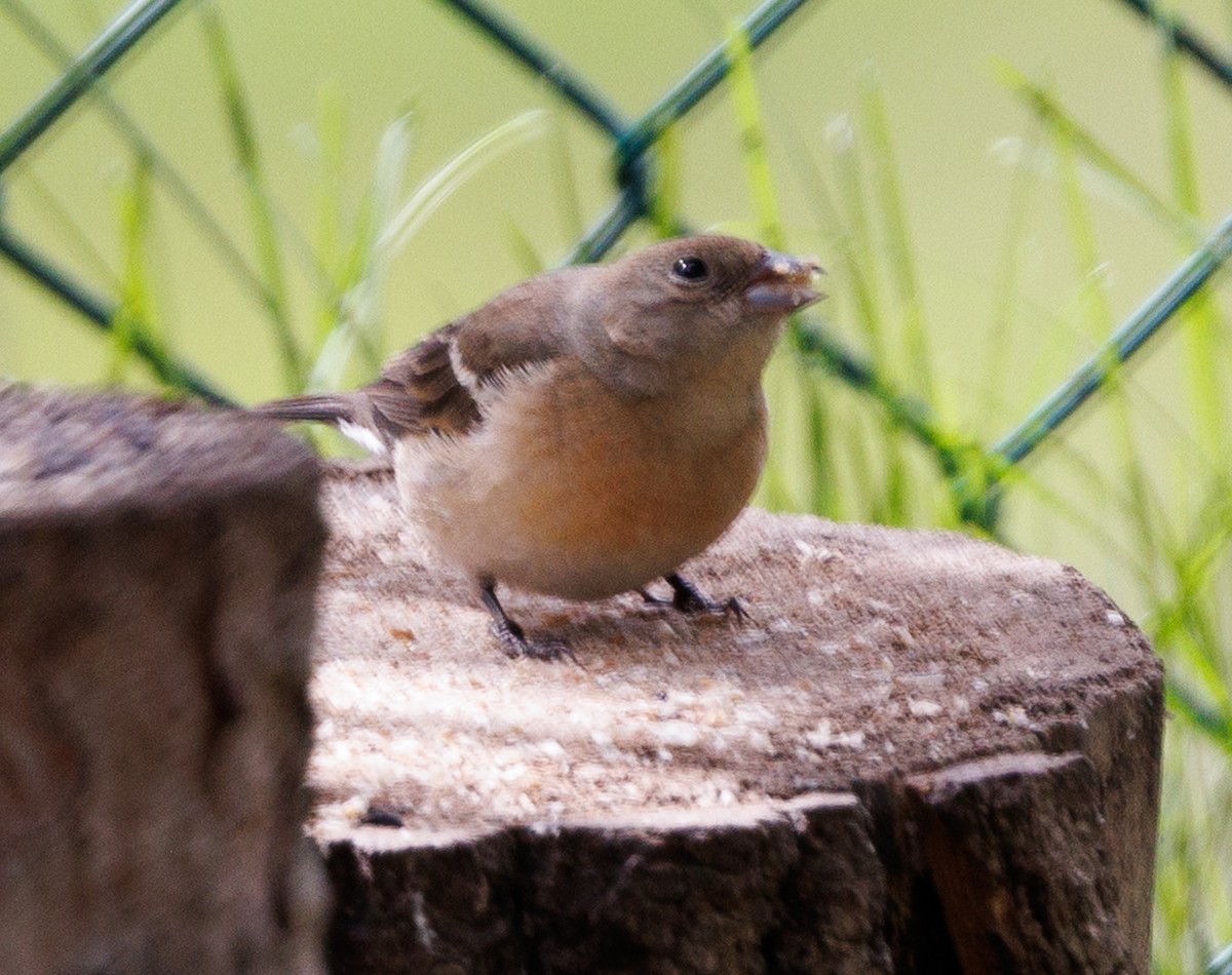 Lazuli Bunting - ML619592683