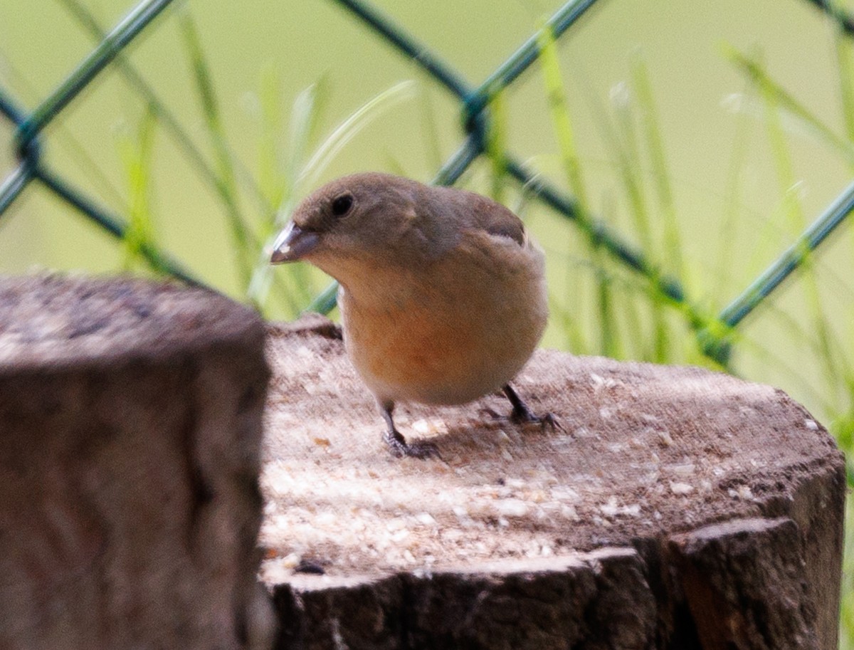 Lazuli Bunting - J Smith