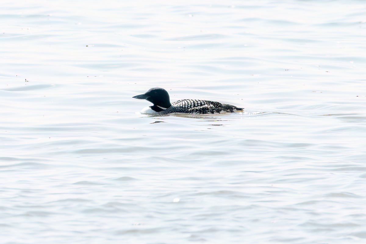 Common Loon - Brian McGee