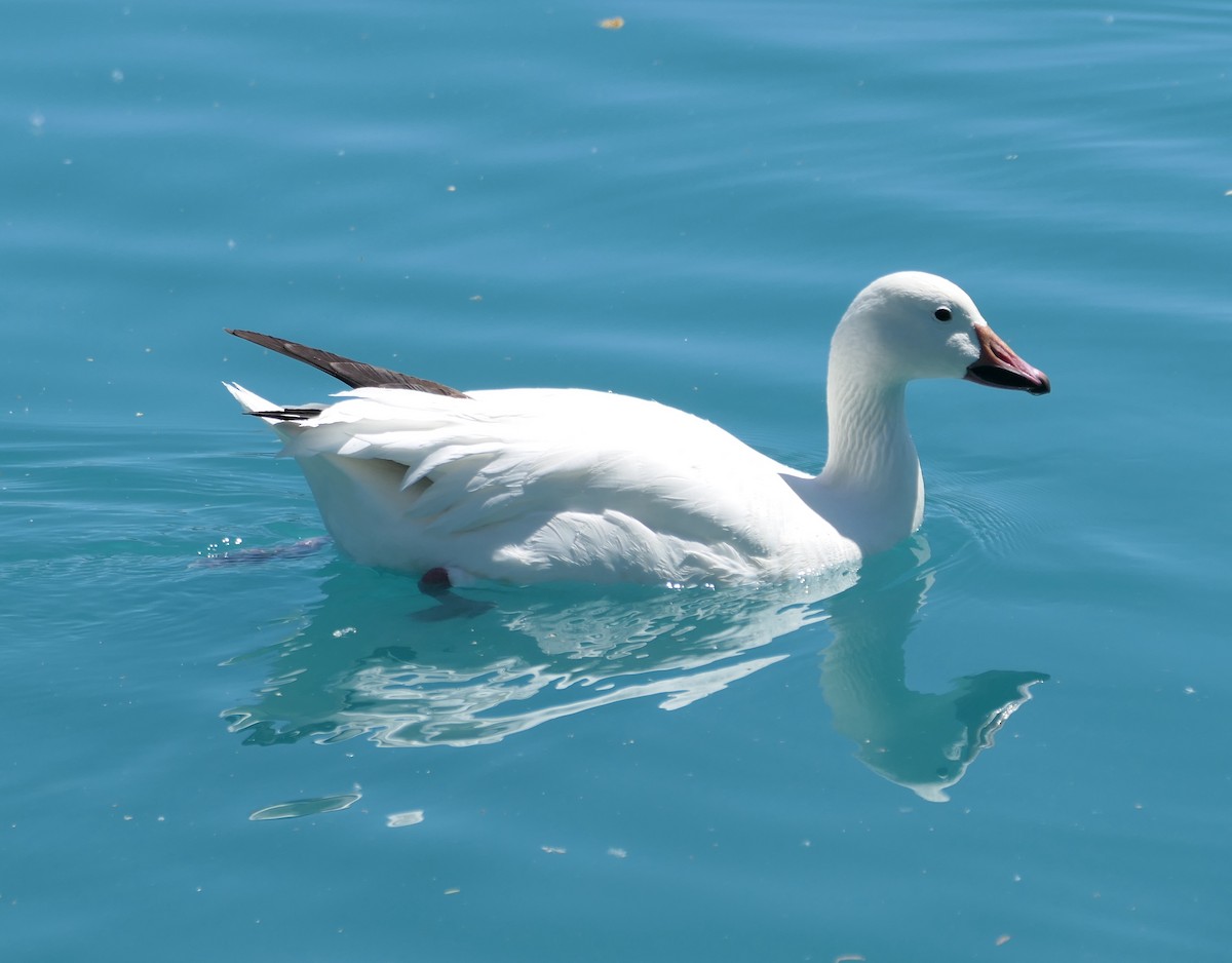 Snow Goose - Melanie Barnett