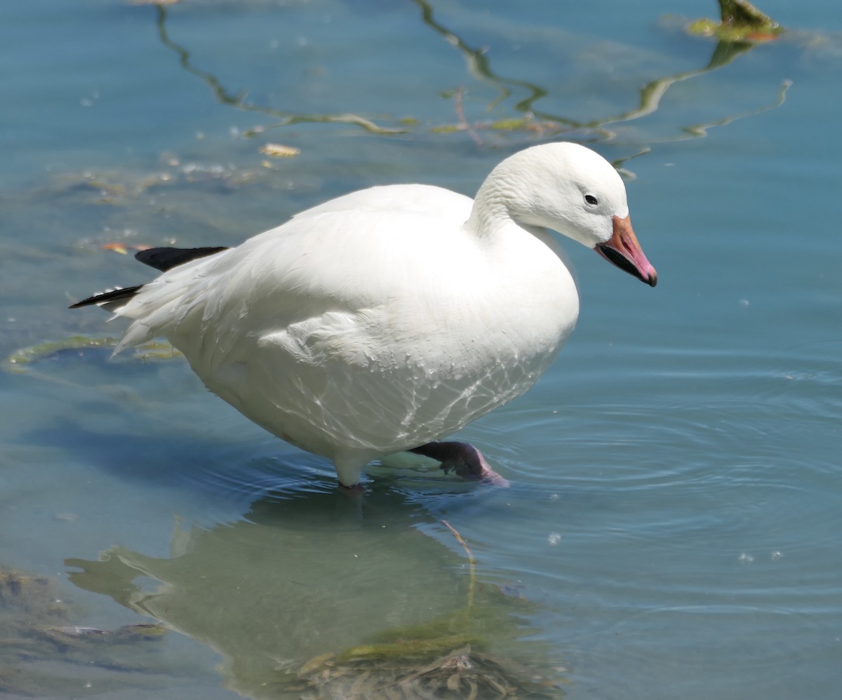 Snow Goose - Melanie Barnett