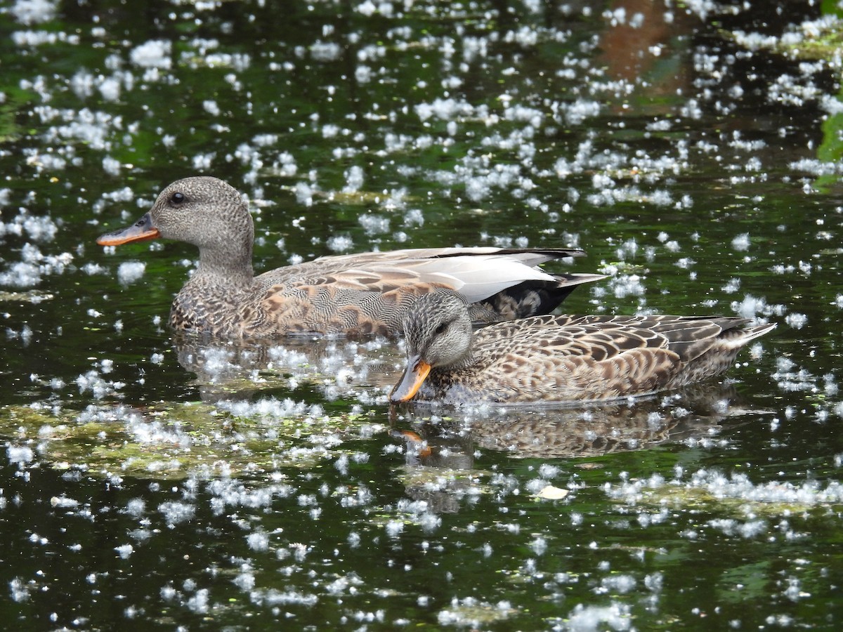 Gadwall - Stacey Taylor