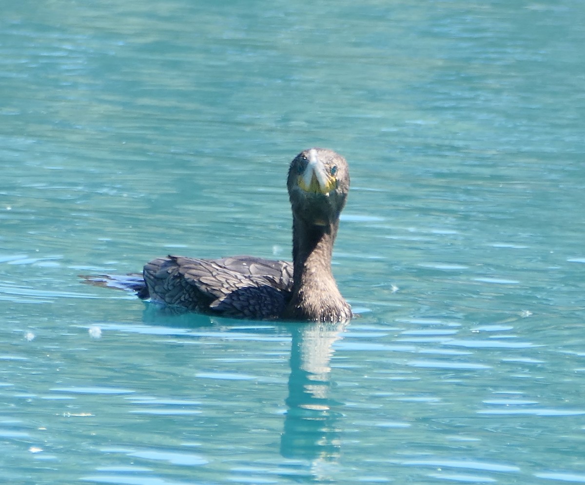 Neotropic Cormorant - Melanie Barnett