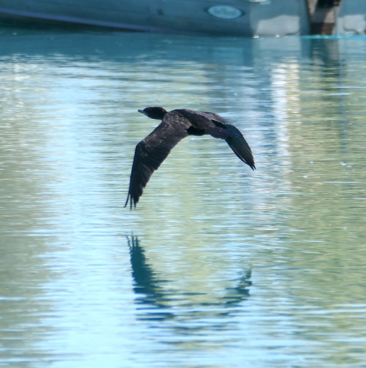 Neotropic Cormorant - Melanie Barnett