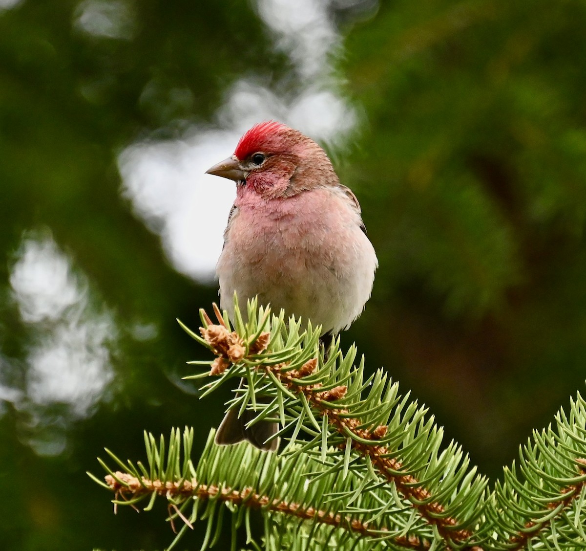 Cassin's Finch - Nancy Blaze