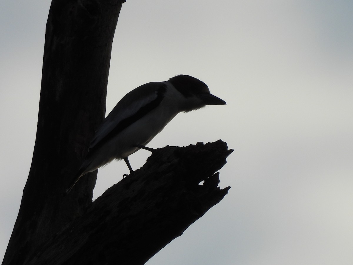 Black-crowned Tityra - Leandro Niebles Puello