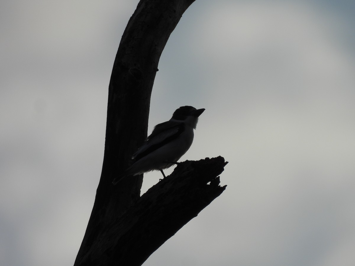 Black-crowned Tityra - Leandro Niebles Puello