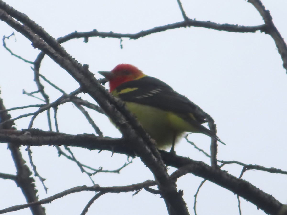 Western Tanager - J.A. Jensen