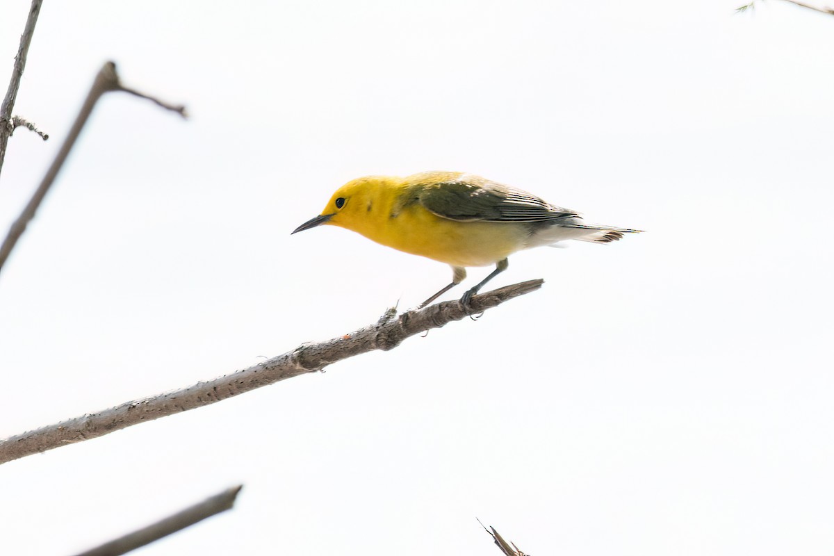 Prothonotary Warbler - Brian McGee
