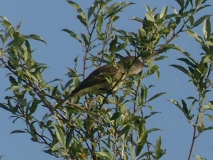 Willow Flycatcher - Christopher Slagle