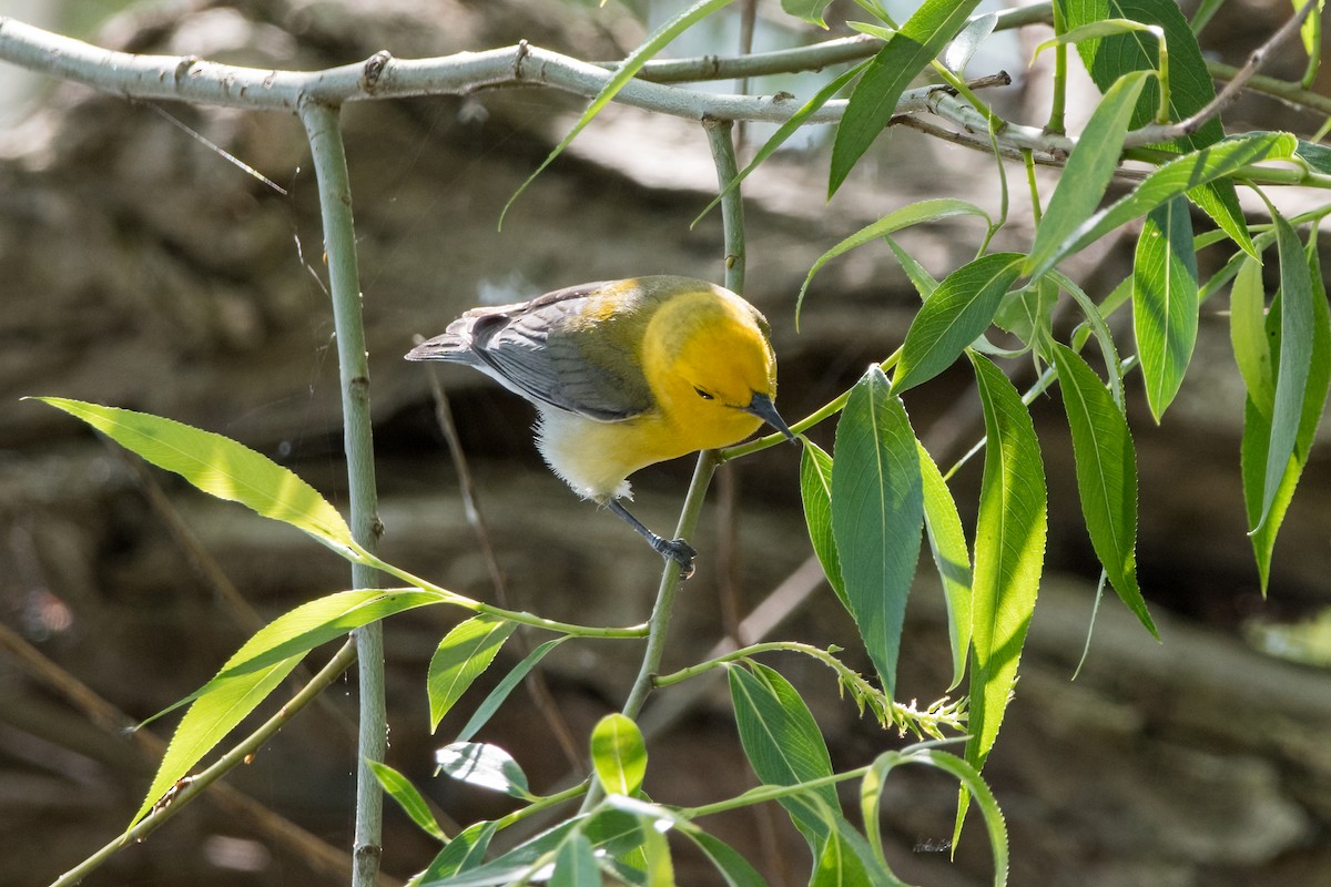 Prothonotary Warbler - Brian McGee