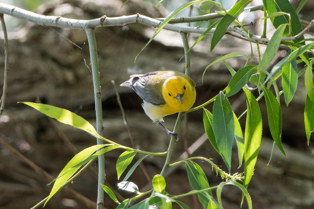 Prothonotary Warbler - ML619592721